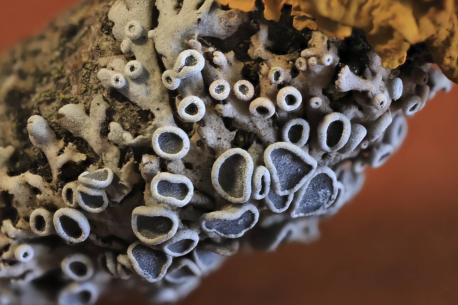 лишайники, фисция, лихенизированные грибы, Широких Александр