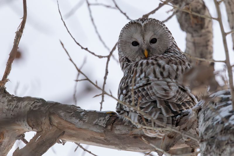 Взгляд назад фото превью