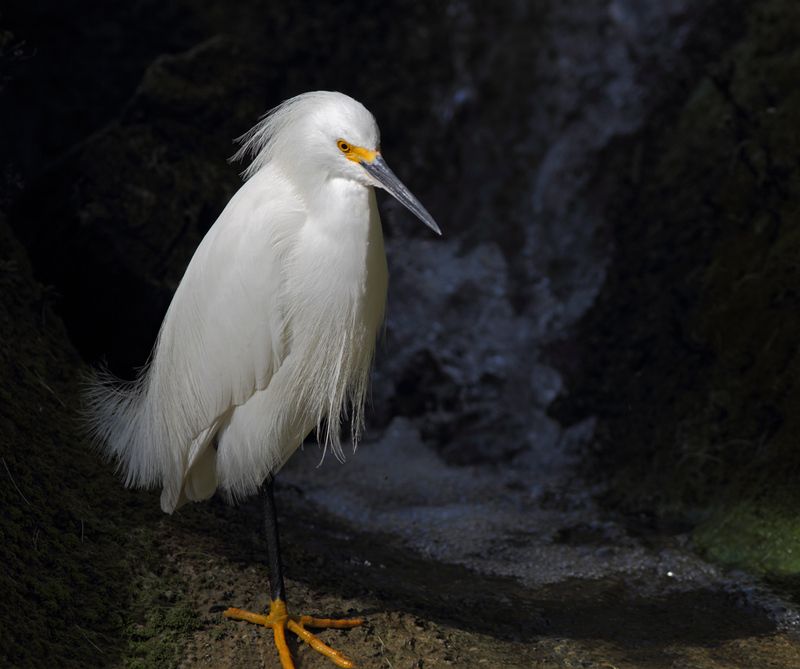 Скажи мне, кудесник, любимец  богов…» фото превью