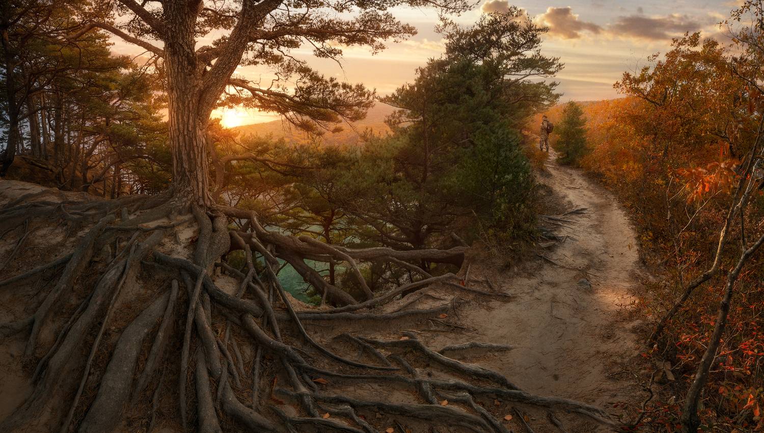 осень, закат, сосны, панорама, Андрей Кровлин