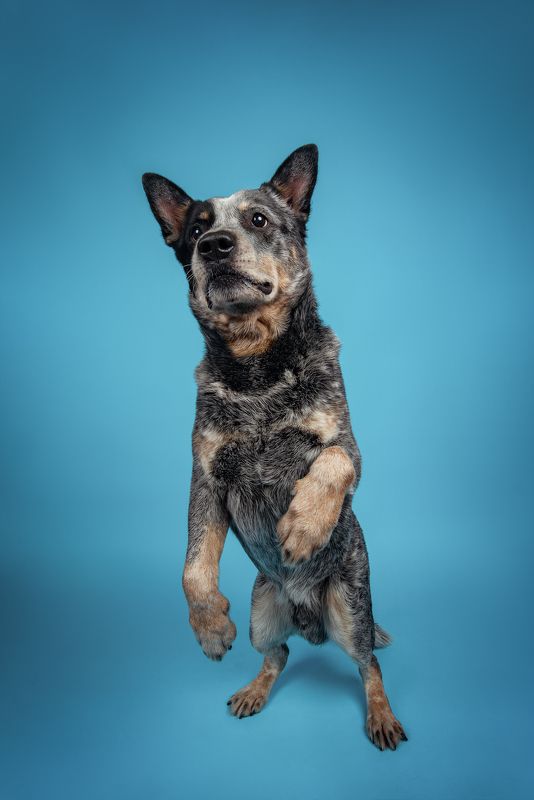 Австралийский хилер фото превью