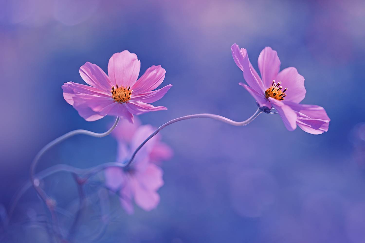 макро, природа, боке, цветы, космея, ромашка, macro, nature, flowers, Sokolova Tatiana