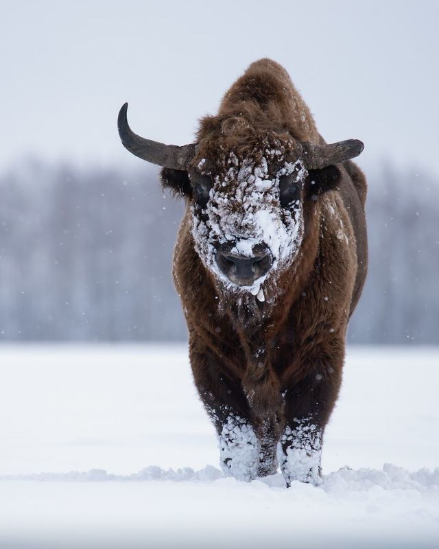 Европейский зубр, Bison bonasus, Декабрь 2023 фото превью
