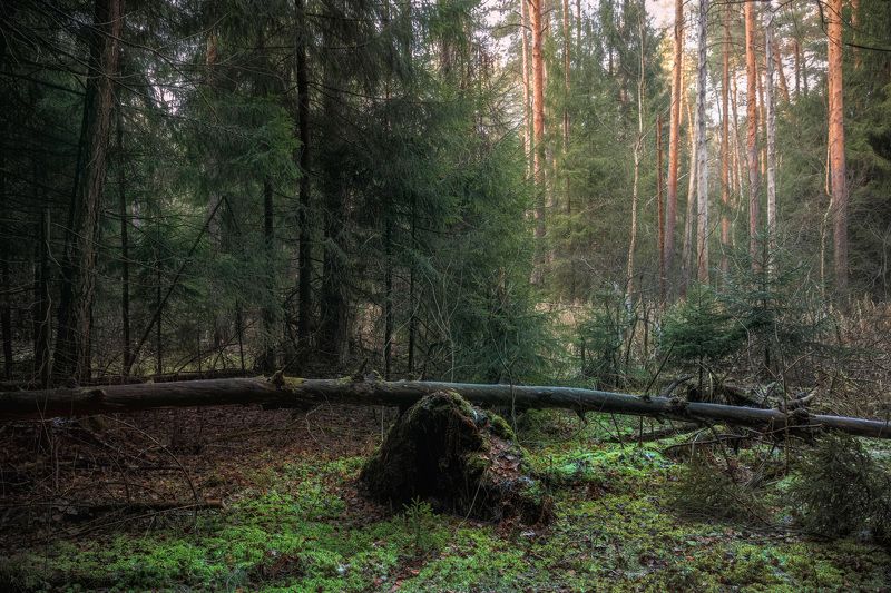 лес, деревья, листва, осень Поздняя осень в лесу фото превью