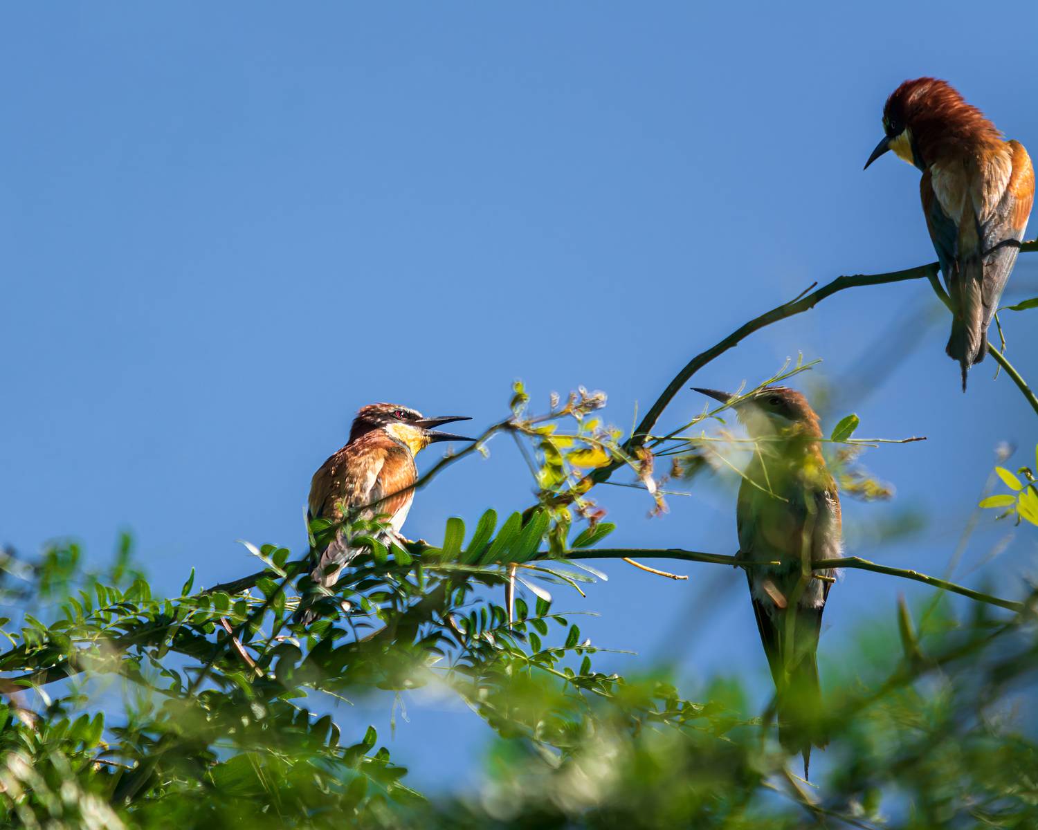 щурки золотистые, Алексей Рыльский