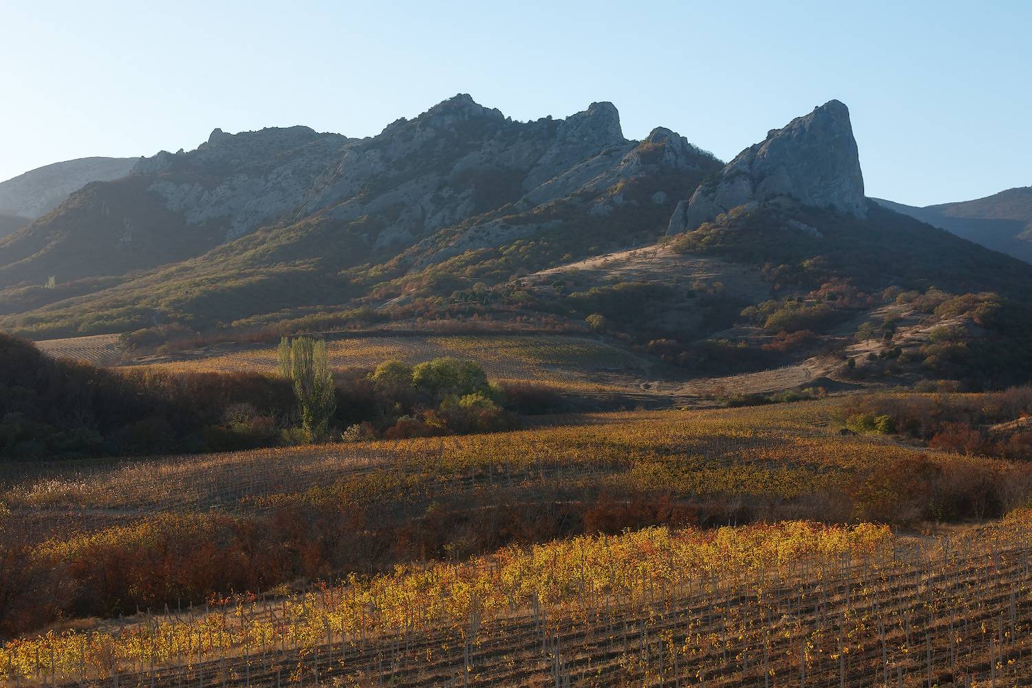 крым, горы, виноградник, осень., Владимир Дубинин