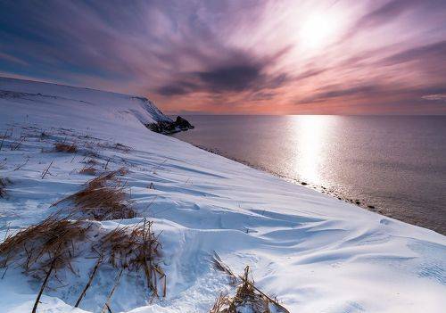 Командоры в цвете