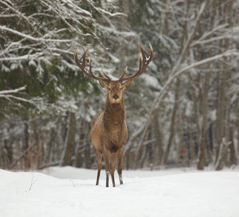 Беларусь Красный Бор февраль 2023 фото превью