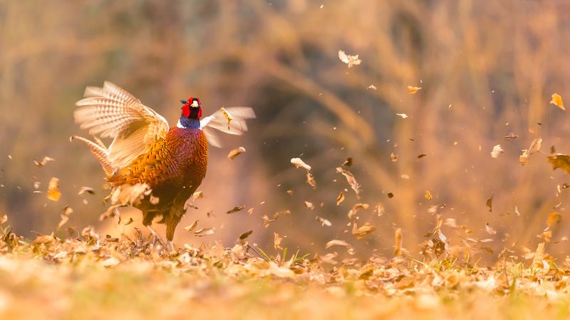 Autumn фото превью