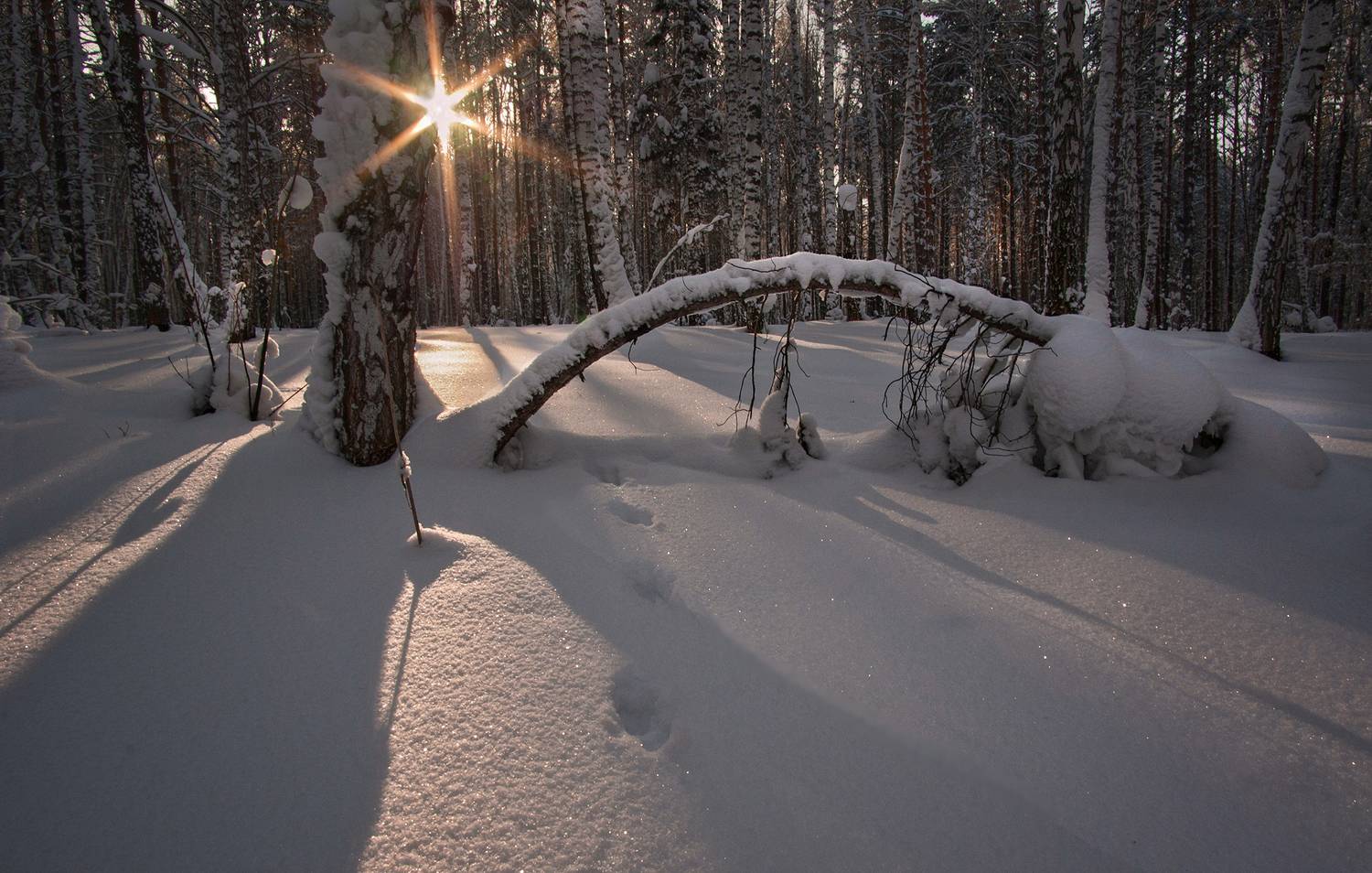 сибирь, зима, снег, след, иней, сугробы, Чичкин Валерий