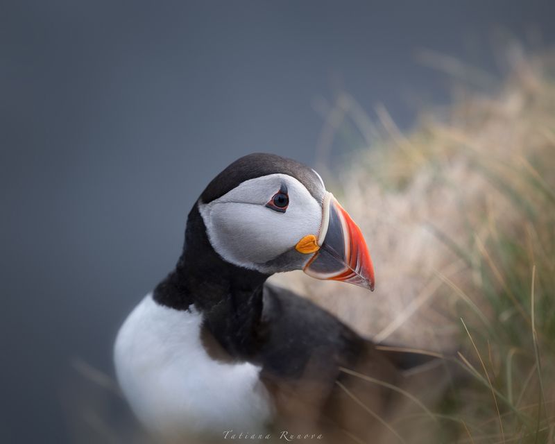 Исландские тупики фото превью