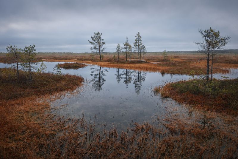 болото, осень, отражение  фото превью