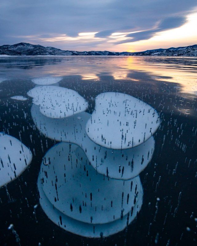 Байкальские пузырики фото превью