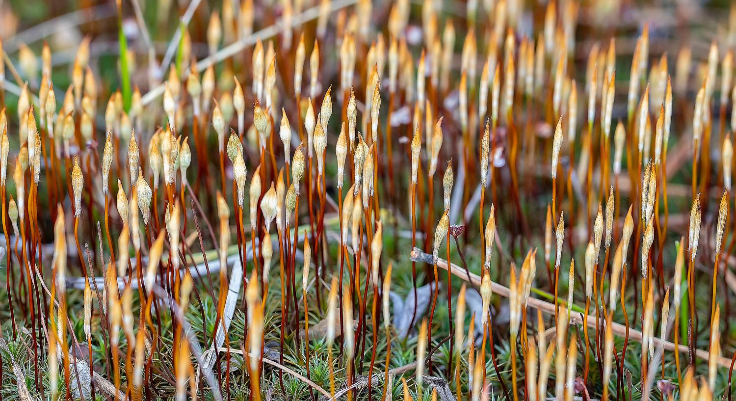 мох, коробочки, кукушкин лён, Широких Александр