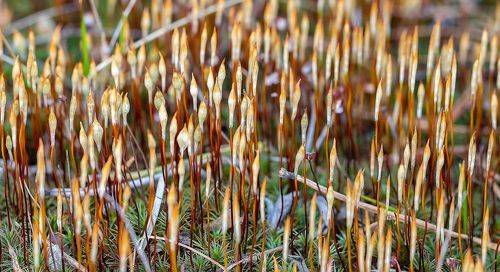 Столпотворение