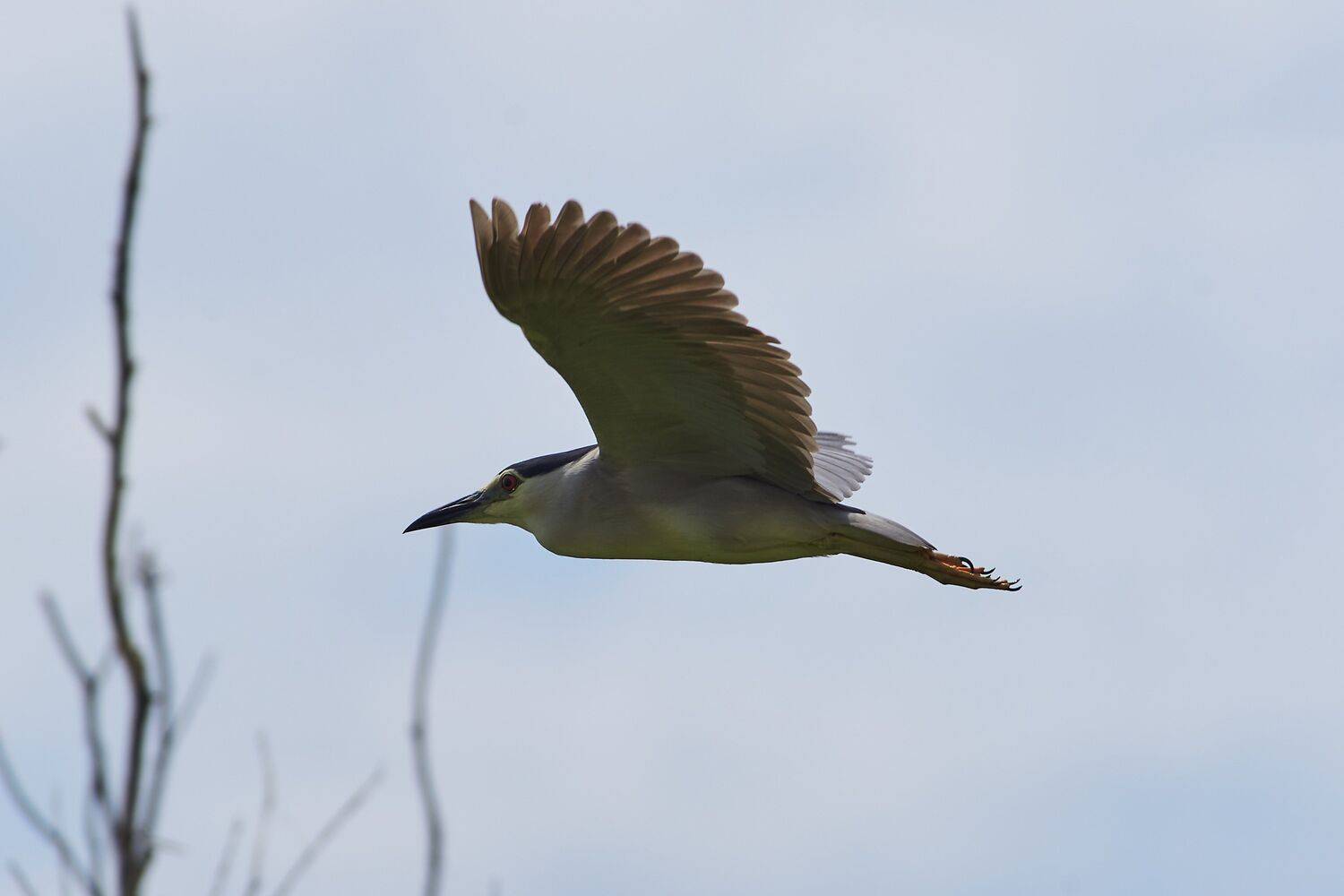 Nycticorax nycticorax, bird, birds, birdswatching, volgograd, russia, wildlife, , Сторчилов Павел