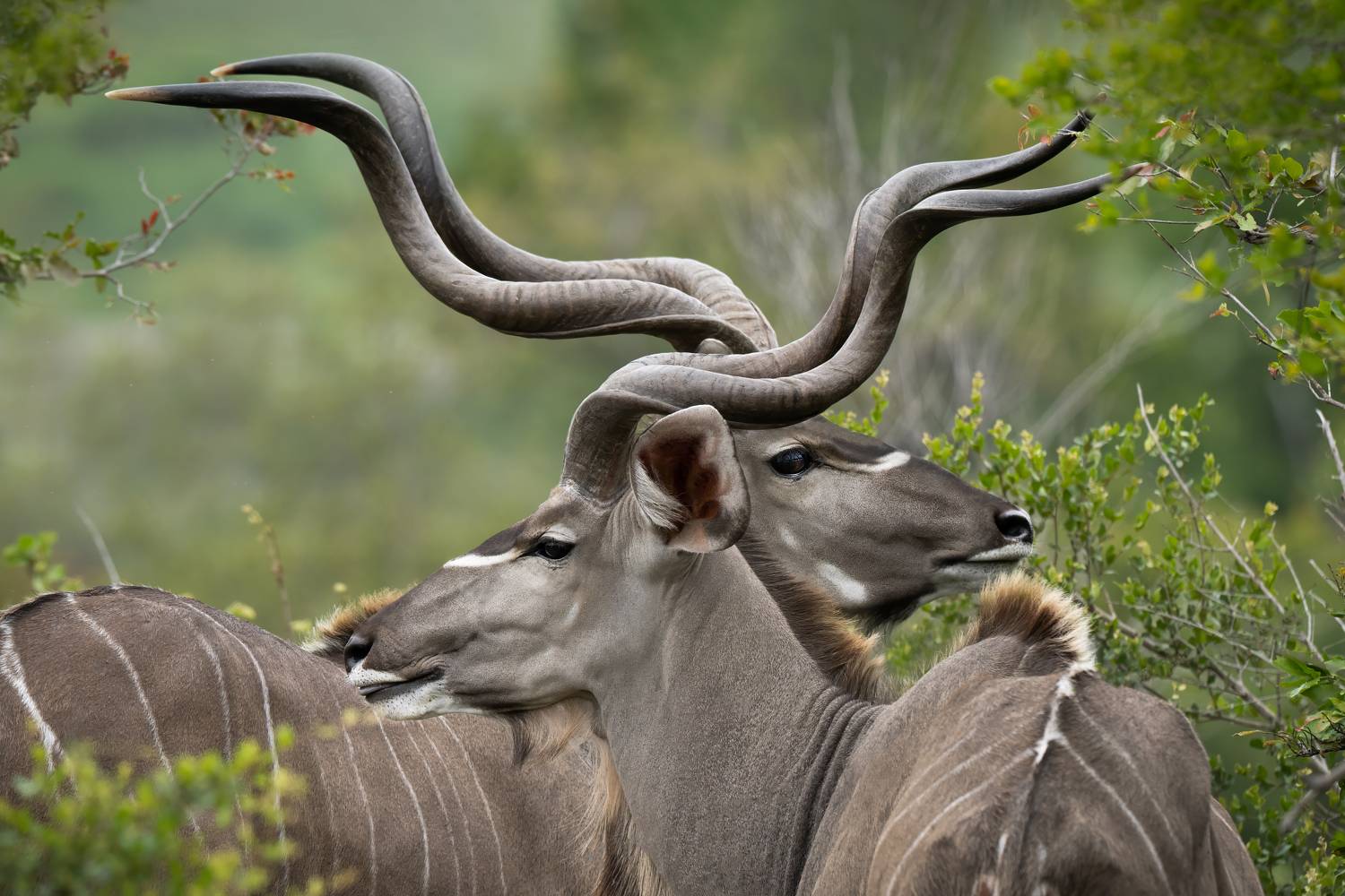 , Николай Мозгунов