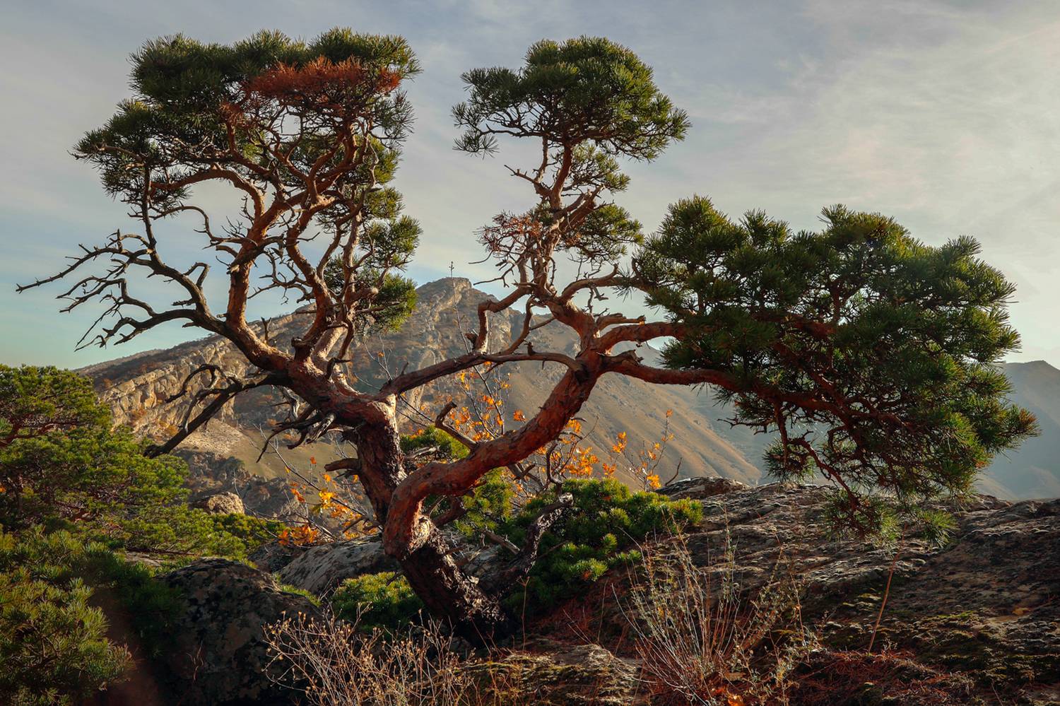 горы,сосна,хвойное,осень,пейзаж,, Magov Marat