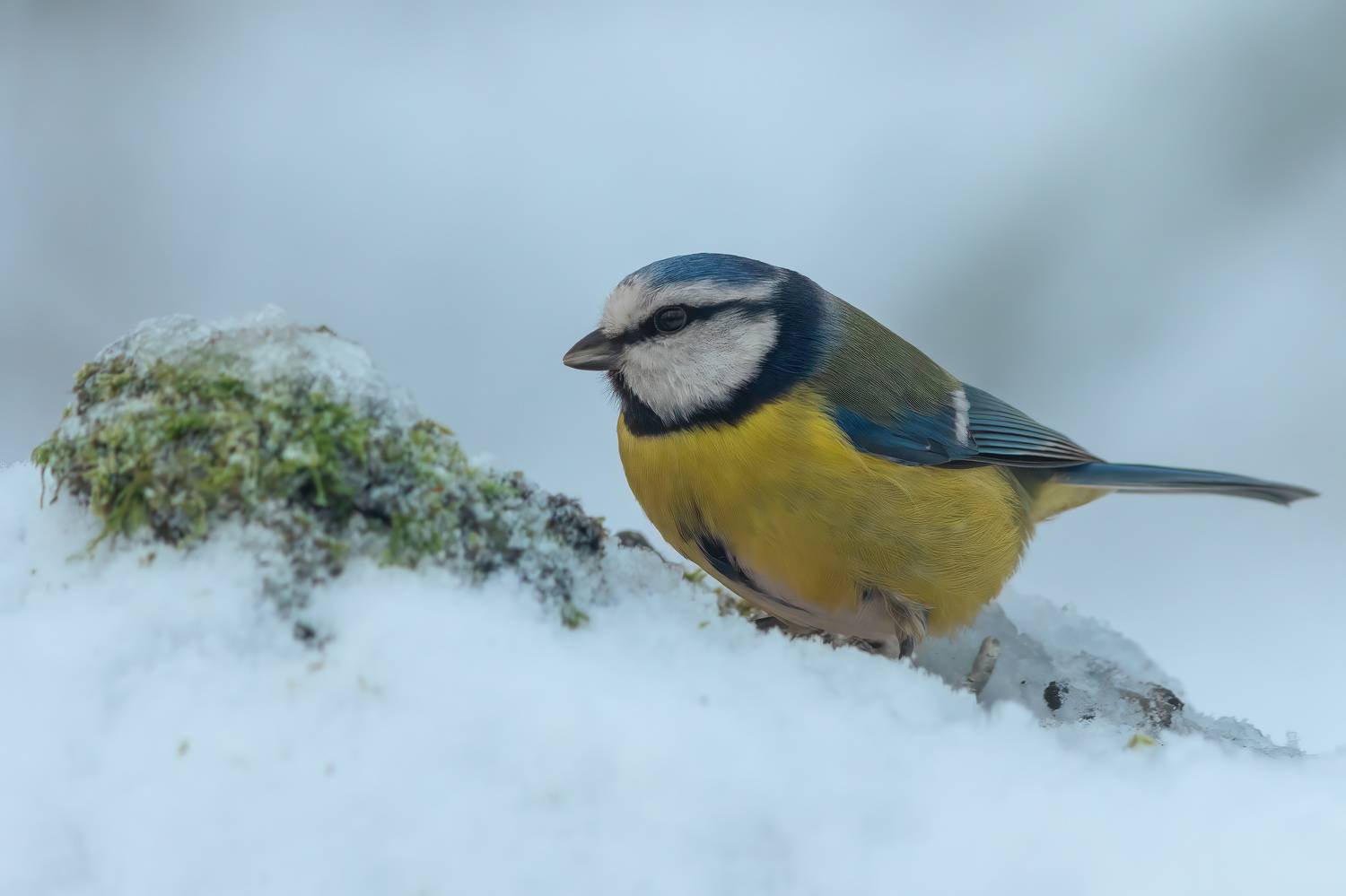 , Денис Пронин