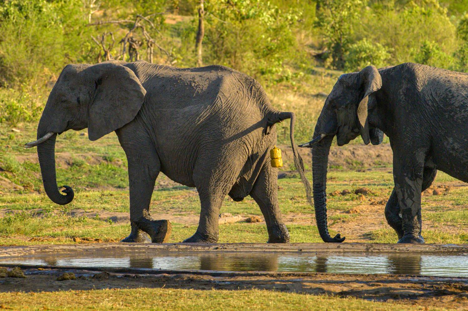 , Гордонов Юрий