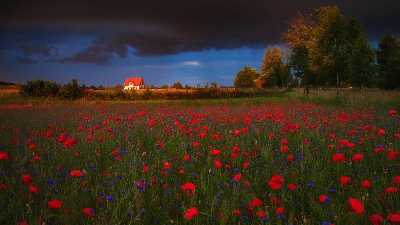 фото превью