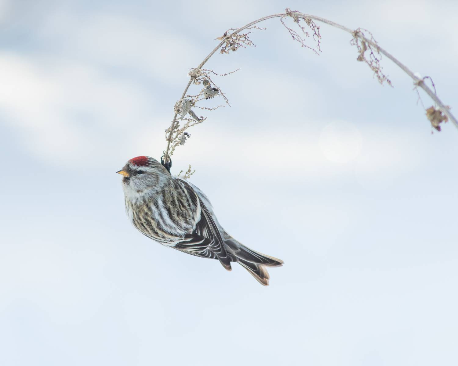 чечётка, Суслов Дмитрий