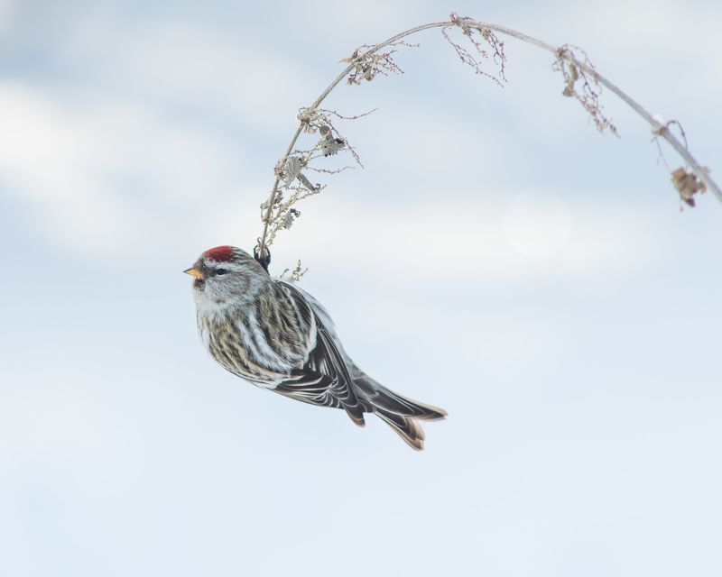 чечётка Чечётка фото превью