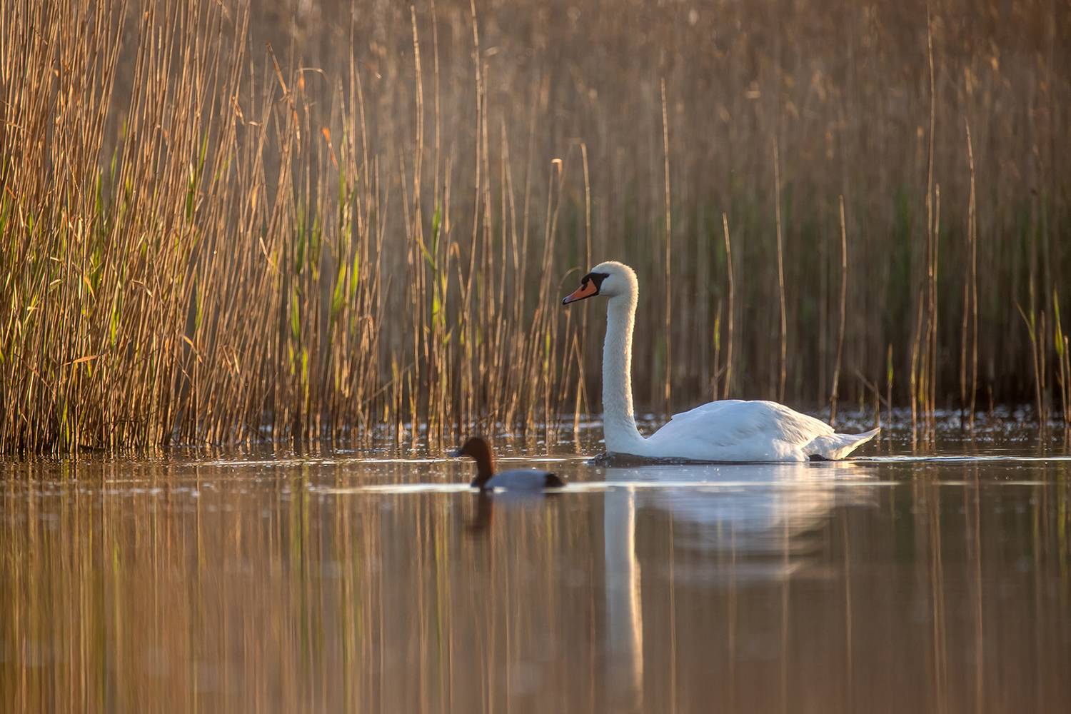, Илья Михеев