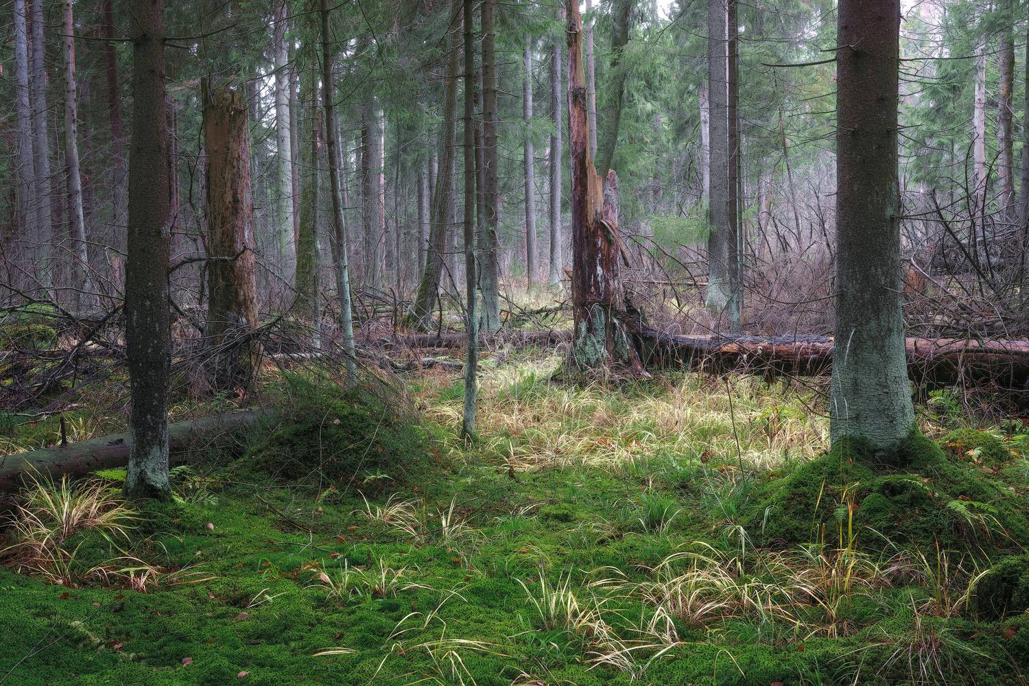 лес, деревья, листва, осень, Валерий Вождаев