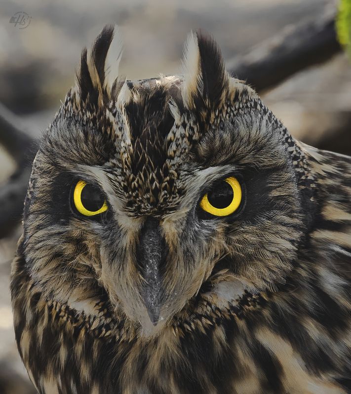 Short Eared Owl фото превью