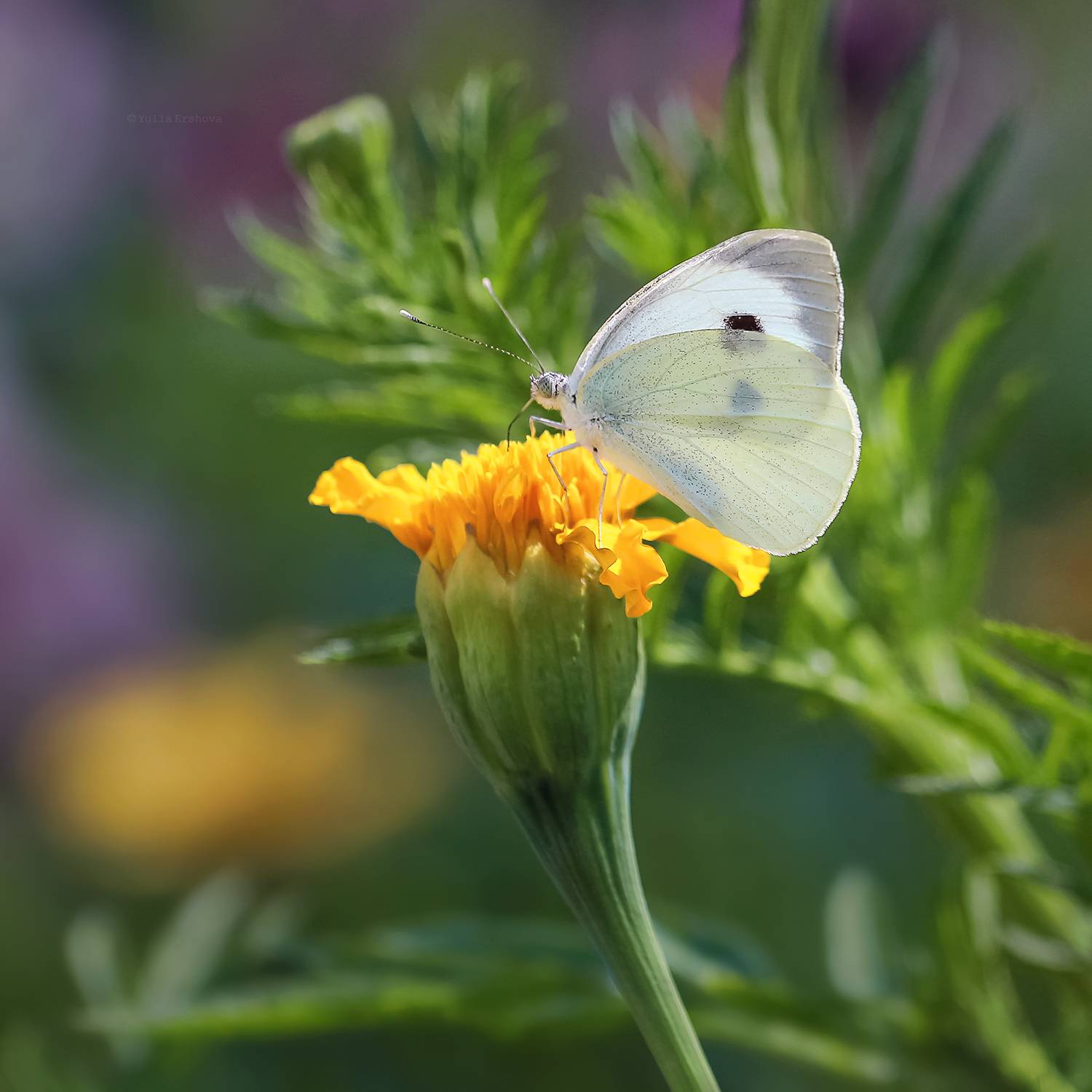 бабочка, Ершова Юлия