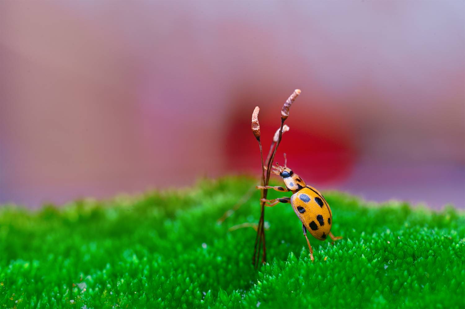 ceclii, macro, Ganev Tsvetan