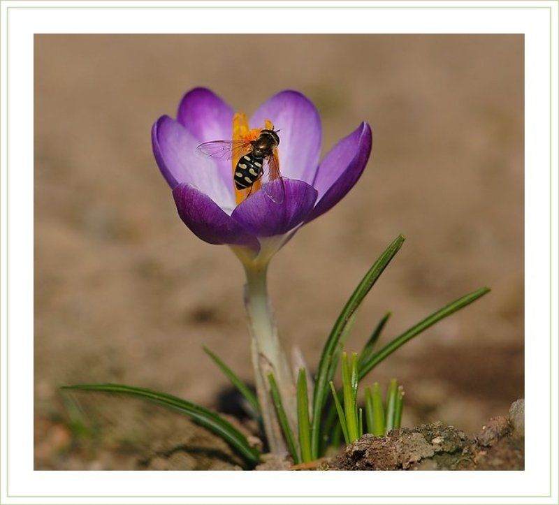 крокус,мушка,журчалка Весна фото превью
