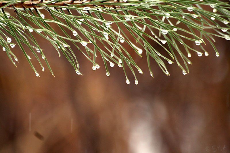 весна капли дождь сосна Spring фото превью