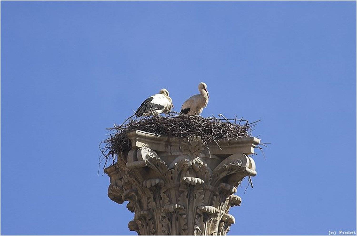 Испания, Леон, Аисты, Andrey N. Sliozberg