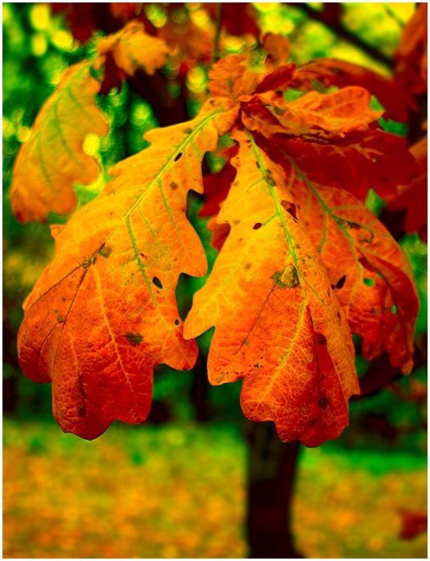 Огненная листва фото превью