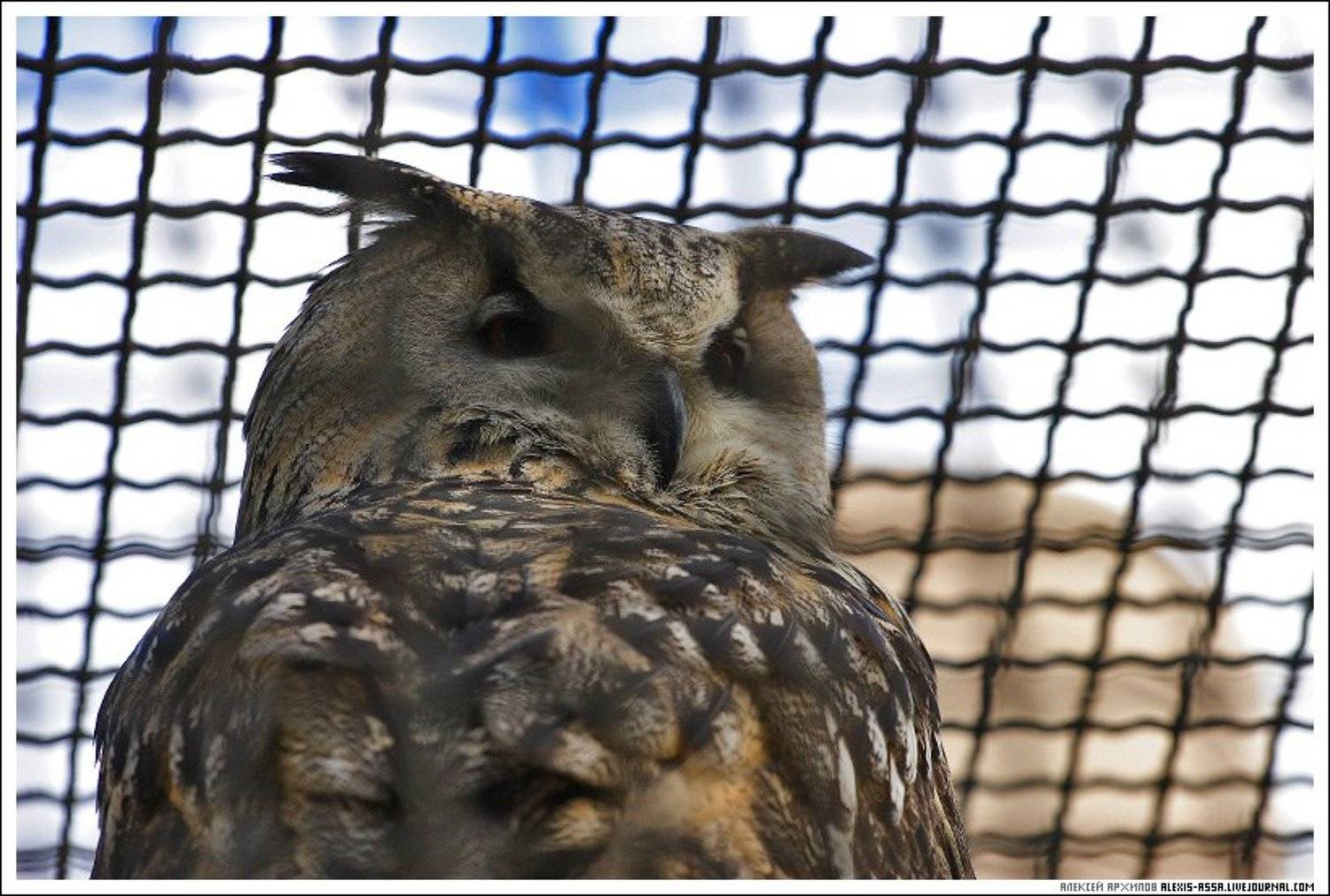 московский, зоопарк, сова, Alexis Assa