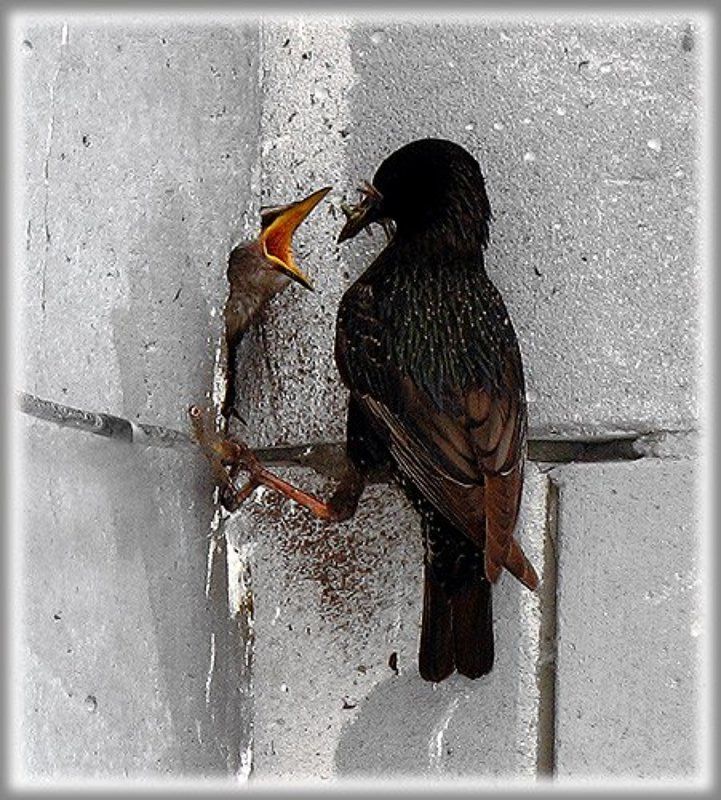 родительская доля фото превью