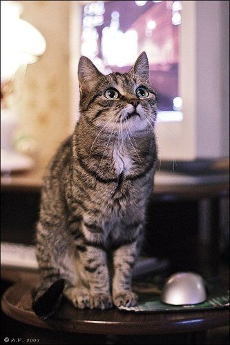 кошки-мышки