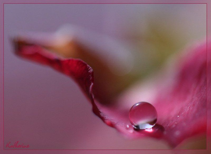 капля, роза * фото превью