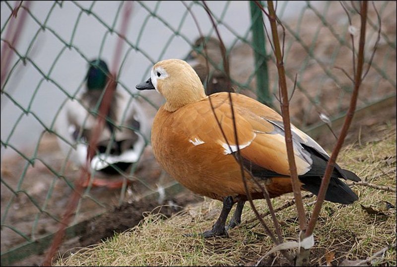 птицы, утки, зоопарк На воле и в неволе фото превью