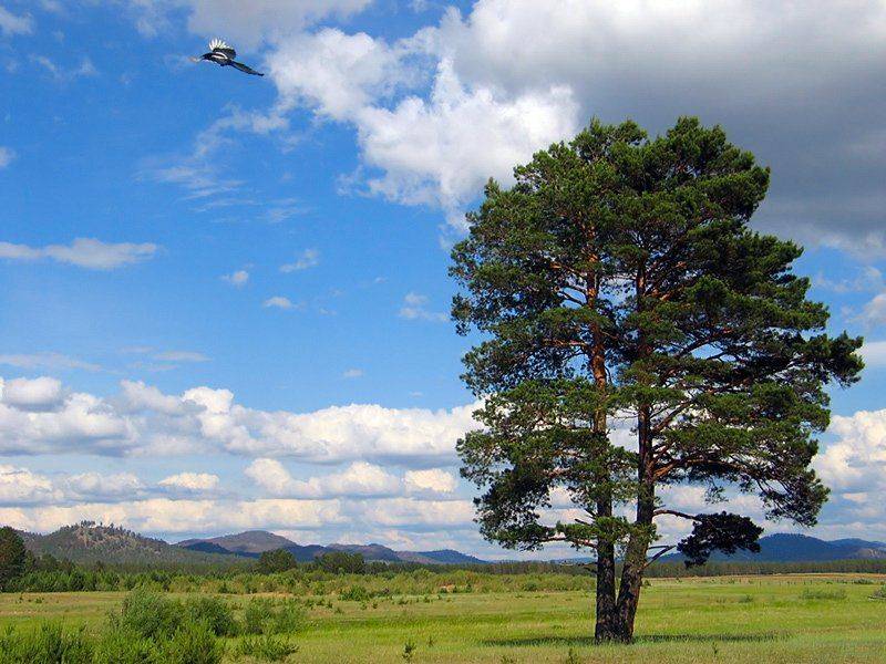 Бурятия, Чилутай, дерево, сорока, Олег Шубаров