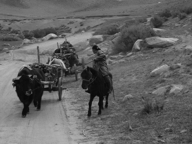 Монголия, бык, арба, дрова, девушка Откуда дровишки? фото превью