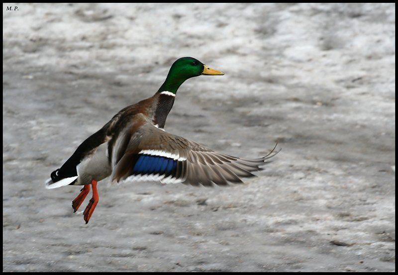 утка Весна...Утки полетели... фото превью