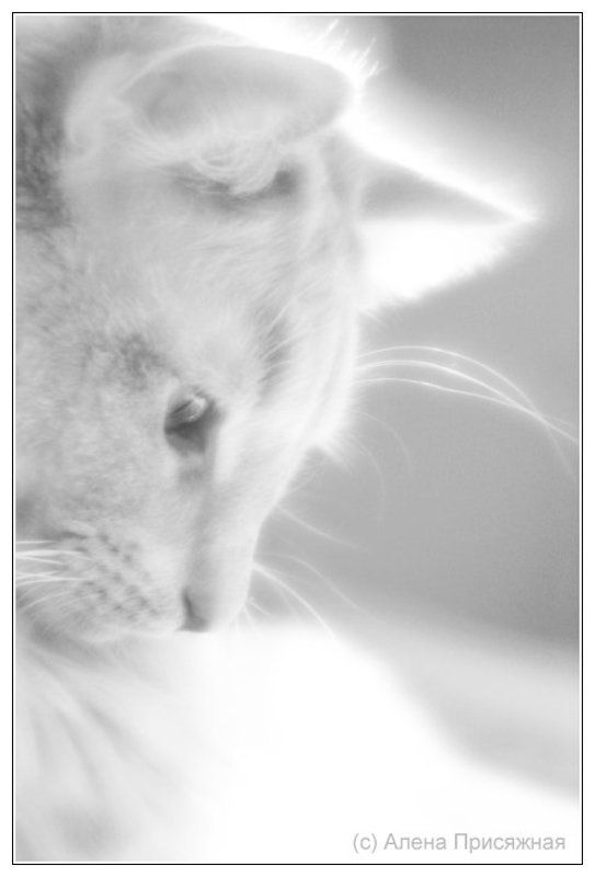 Алена, Присяжная, кот, нежность, монокль  фото превью