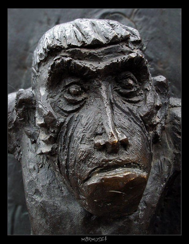 мартышка marmoset фото превью