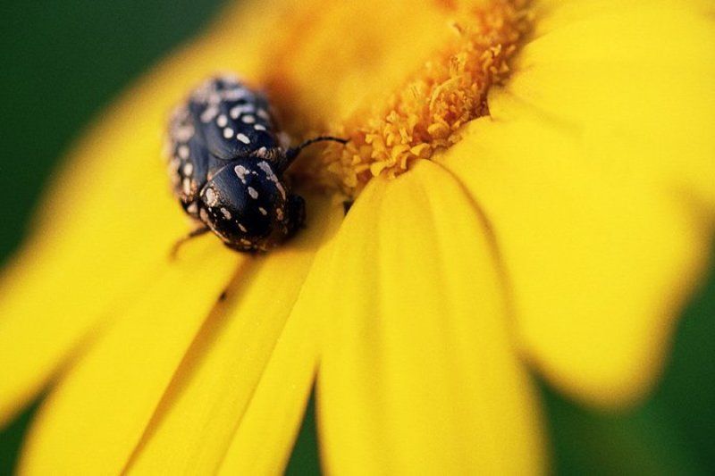 макро, цветок, букашка, весна #10 фото превью