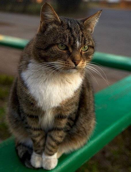 , Sir Fisher
