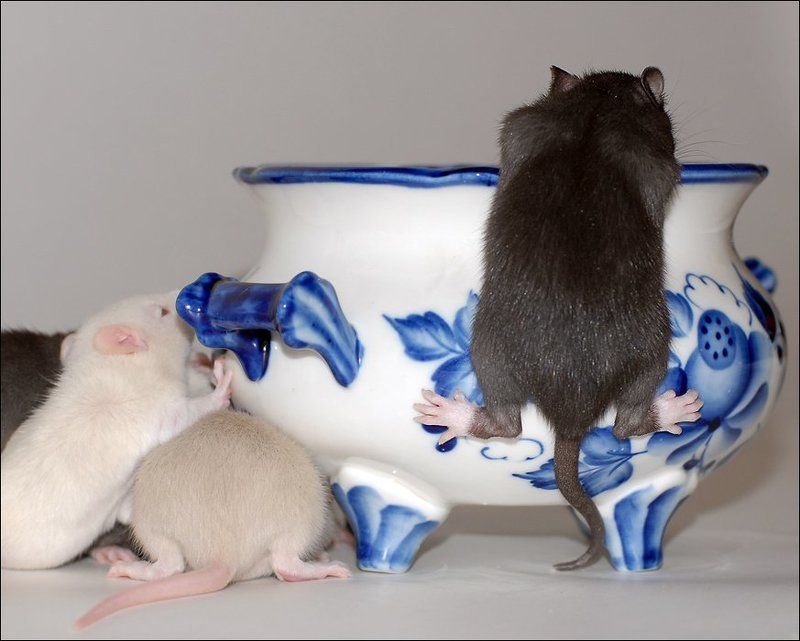 Кушать хочется всегда... фото превью