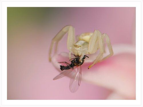 В надёжных лапах